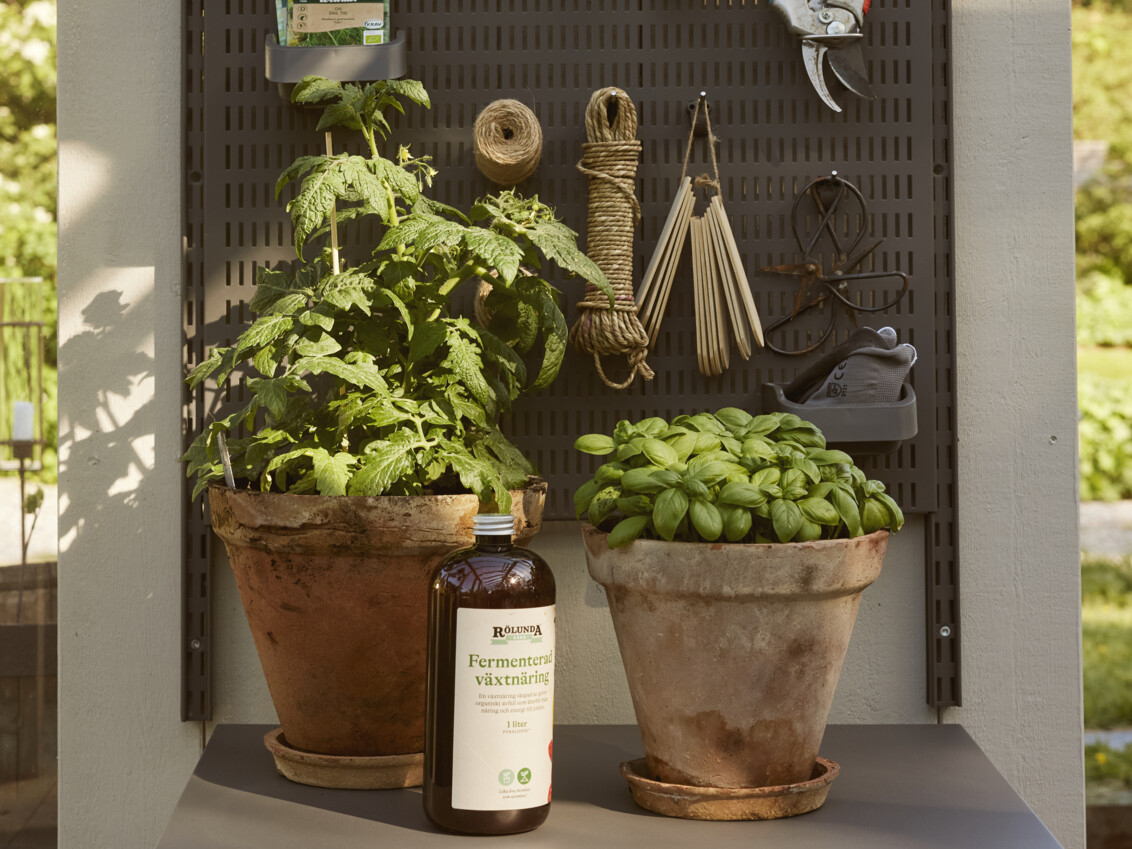 Två stora krukor med färsk basilika.