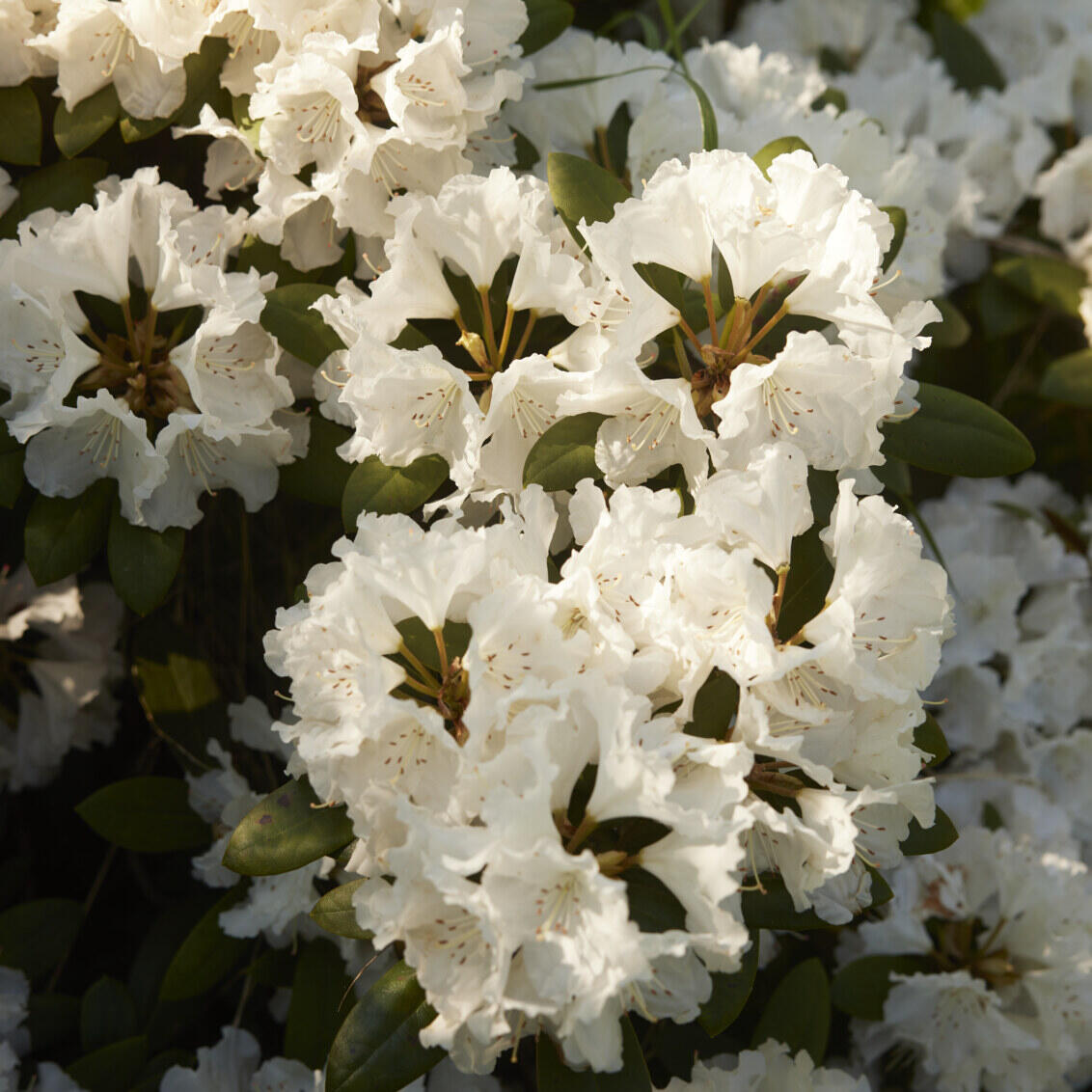 White flowers in the evening light.