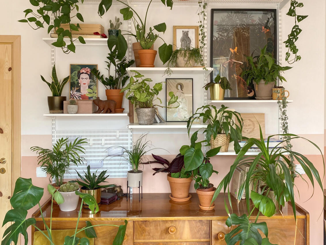 Hylder fra Sparring by Elfa fyldt med planter og malerier, over en kurv.